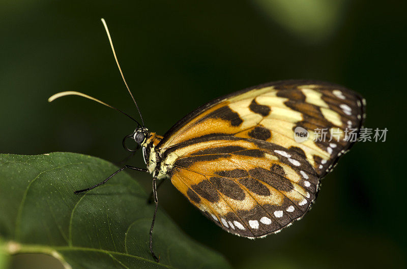 宏观昆虫虎玻璃翅蝶(Tithorea harmonia)